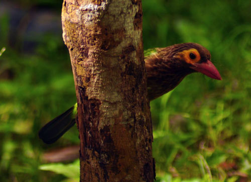 Lunugamvehera Birds