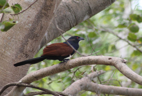 Lunugamvehera Birds