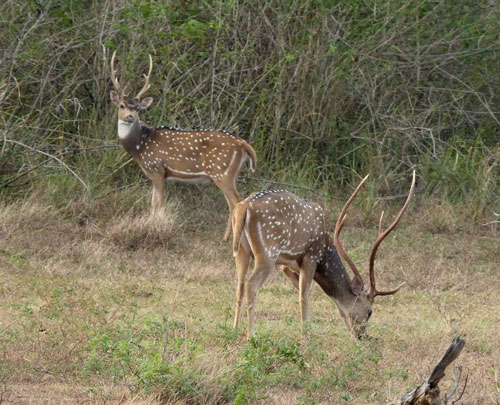  Lunugamvehera Deer