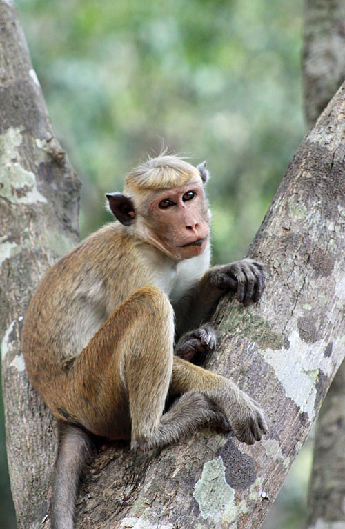 Nidikumba, Hotels, Hotel Yala Forest, lunugamvehera National Park