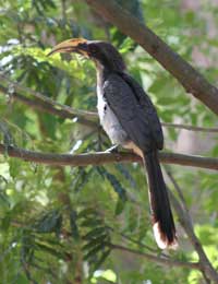 Nidikumba, Hotels, Hotel Yala Forest, lunugamvehera National Park