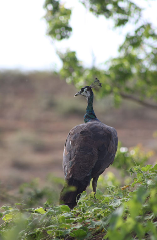 Nidikumba, Hotels, Hotel Yala Forest, lunugamvehera National Park